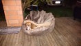 /album/fotos-tat-pet/img-20150802-wa0013-1-jpg/